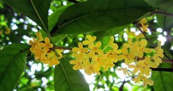 娱乐吃瓜酱桂花树下,桂花树下,揭秘娱乐圈那些不为人知的秘密