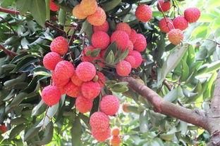 娱乐吃瓜酱桂花树下,桂花树下,揭秘娱乐圈那些不为人知的秘密