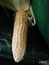 娱乐吃瓜酱玉米