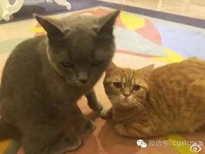 娱乐圈吃瓜猫咪是谁呀,揭秘网络红星的幕后推手