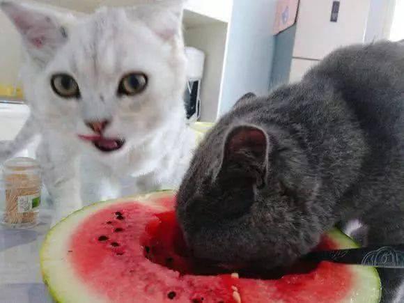 娱乐圈吃瓜猫咪是谁呀,揭秘网络红星的幕后推手