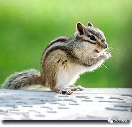 娱乐吃瓜小松鼠小说下载,揭秘小说世界中的趣味下载之旅
